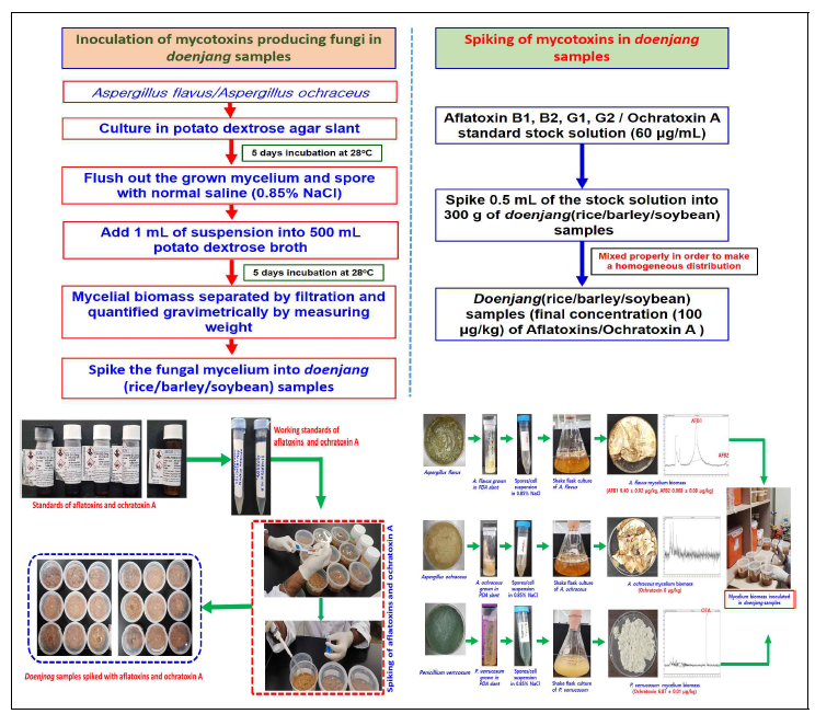 곰팡이독소 생산균주 및 곰팡이독소의 인위 오염 과정.