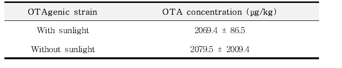 발효 시 햇빛유무에 따른 아플라톡신 생성 균주 접종 메주 중 오크라톡신 A 농도