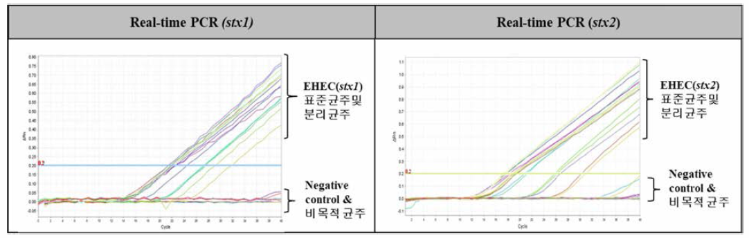 장출혈성대장균의 특이도 및 민감도 검토 결과