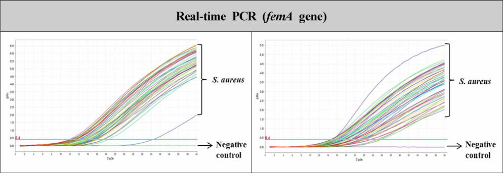 femA gene Real-time PCR(식중독원인조사) 민감도 검토 결과 (총 200주)