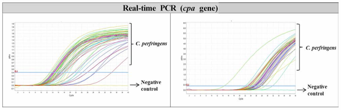 cpa gene Real-time PCR(식중독원인조사) 민감도 검토 결과 (종 200주)