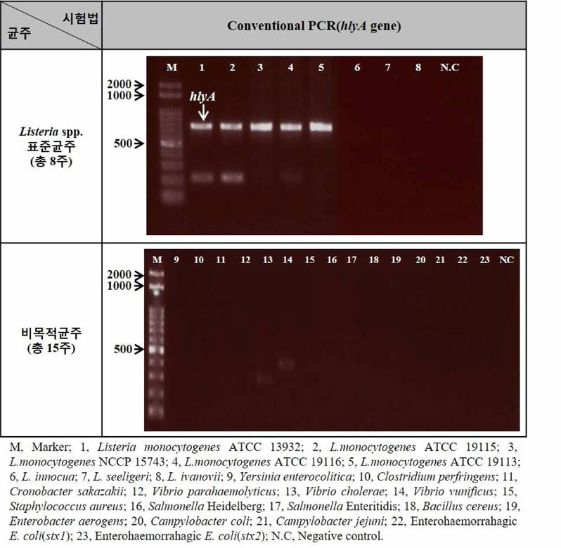 Conventional PCRihlyA gene)에 대한 균주 특이도 검증 결과