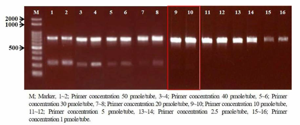 리스테리아 모노사이토제네스 표준균주 2주에 대한 프라이머 농도에 따른 Conventional PCR 시험 결과