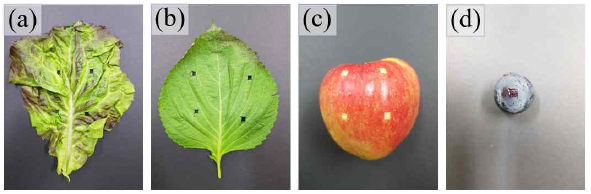 미세먼지 노출 후샘플링을 한 시료들. (a)상추, (b)깻잎, (c)사과, (d)포도
