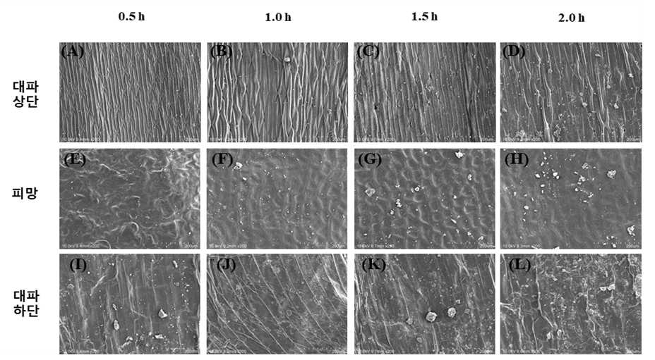 대파 상단, 피망, 대파 하단을 평균 미세먼지 농도 300 ㎍/㎥에서 노출한 후 주사전자현미경을 이용하여 미세먼지 부착 정도를 확인한 결과 (A) 대파 상단 0.5 h 노출 결과, (B) 대파 상단 1.0 h 노출 결과, (C) 대파 상단 1.5 h 노출 결과, (D) 대파 상단 2.0 h 노출 결과, (E) 피망 0.5 h 노출 결과, (F) 피망 1.0 h 노출 결과, (G) 피망 1.5 h 노출 결과, (H) 피망 2.0 h 노출 결과, (I) 대파 하단 0.5 h 노출 결과 (J) 대파 하단 1.0 h 노출 결과 (K) 대파 하단 1.5 h 노출 결과 (L) 대파 하단