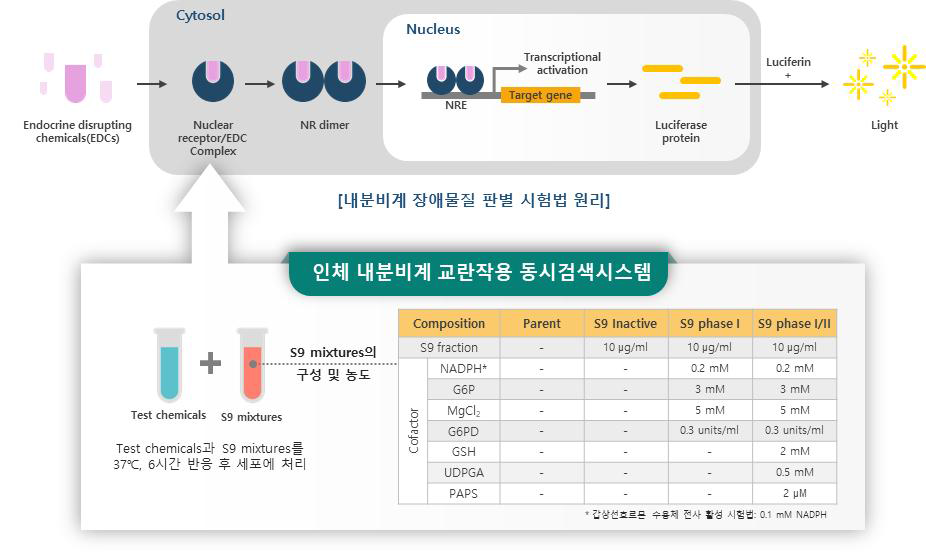 [보고서]In vitro OECD Test Guideline 활용 화학물질 및 그 대사체들의 인체 내분비계 교란작용 동시평가 ...