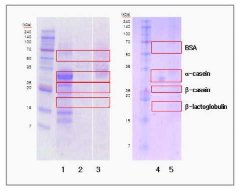 우유 가공식품 단백질 추출 SDS-PAGE 결과 (Lane 1: 크림리조또, Lane 2: 고래밥, Lane 3: 밀크토스트, Lane 4: 떠먹는 불가리스 요플레, Lane 5: 말랑카우)