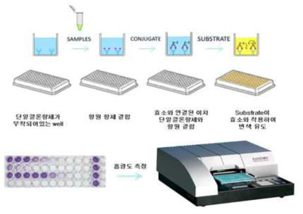 ELISA를 이용한 식품 알레르겐 검출 원리