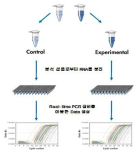 Real-time PCR을 이용한 식품 알레르겐 검출 원리