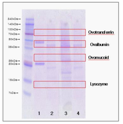 닭고기 가공식품 단백질 추출 SDS-PAGE 결과 (Lane 1: 불닭아몬드, Lane 2: 밥짱, Lane 3: 크리스피치킨, Lane 4: 맘마밀이유식)