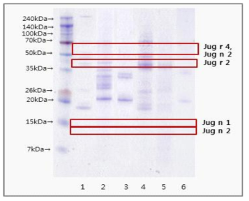 호두 원재료 및 가공식품 단백질 추출 SDS-PAGE 결과 (Lane1: 호두, Lane2: 호두아몬드율무차, Lane3: 멸치호두볶음, Lane4: 호두밀크, Lane5: 견과류볶음고추장, Lane6: 호두파이)