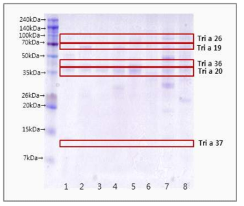 밀 원재료 및 가공식품 단백질 추출 SDS-PAGE 결과 (Lane1:밀 원재료, Lane2:튀김우동, Lane3:다이제, Lane4:발효식빵, Lane5:쫄병스낵, Lane6:그래놀라, Lane7:바닐라케익믹스, Lane8:메밀부침가루)