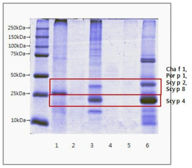 게 가공식품 단백질 추출 SDS-PAGE 결과