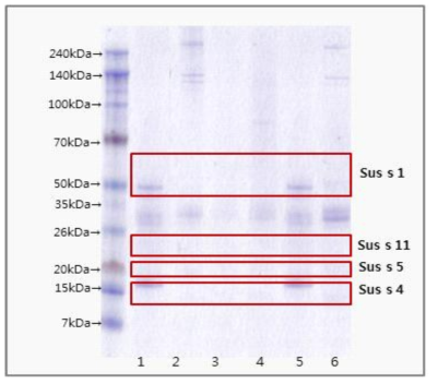 돼지고기 원재료 및 가공식품 단백질 추출 SDS-PAGE 결과 (Lane 1: 돼지고기 원재료 , Lane 2:돼지두루치기 , Lane 3:돼지고기장조림 , Lane 4:돼지갈비찜 , Lane 5:질러육포, Lane 6: 새우왕만두)