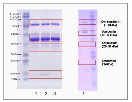계란 원재료 단백질 추출 SDS-PAGE 결과