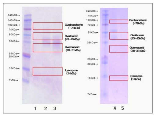 계란 가공식품 단백질 추출 SDS-PAGE 결과