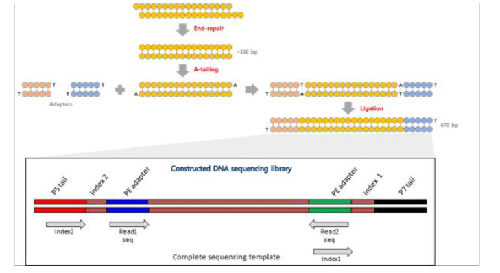 Truseq DNA nano prep kit workflow