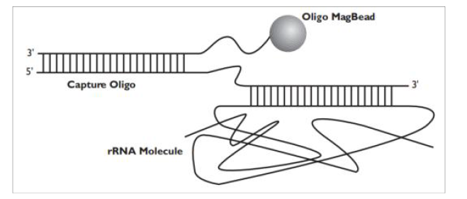 Hybridization capture of rRNA using MICROBExpress™ Bacterial mRNA enrichment kit (MICROBExpress™ Kit Protocol (PN 1905 Rev C))