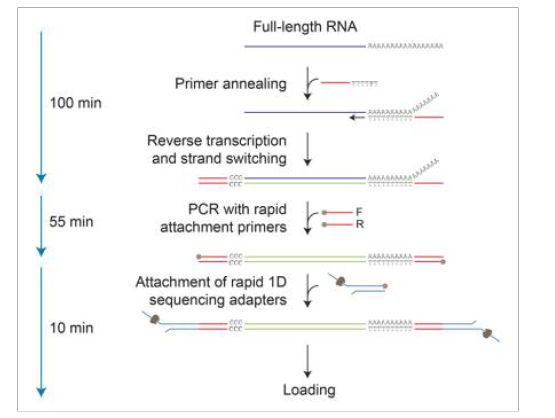 PCR-cDNA sequencing kit workflow