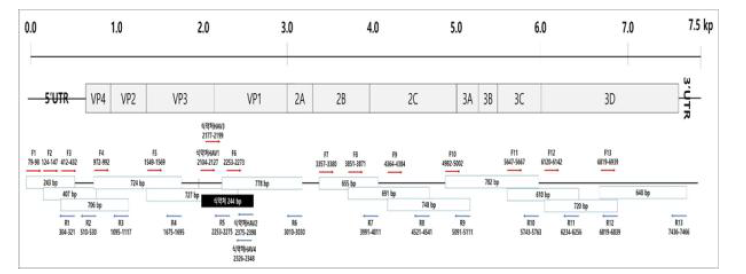 선정된 primer set A형 간염바이러스 binding site