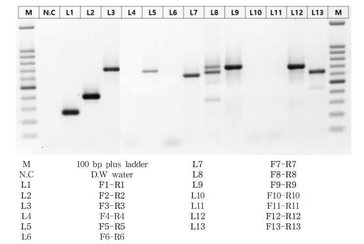 Control (HM-175 strain)에 대한 small size PCR efficiency test 결과