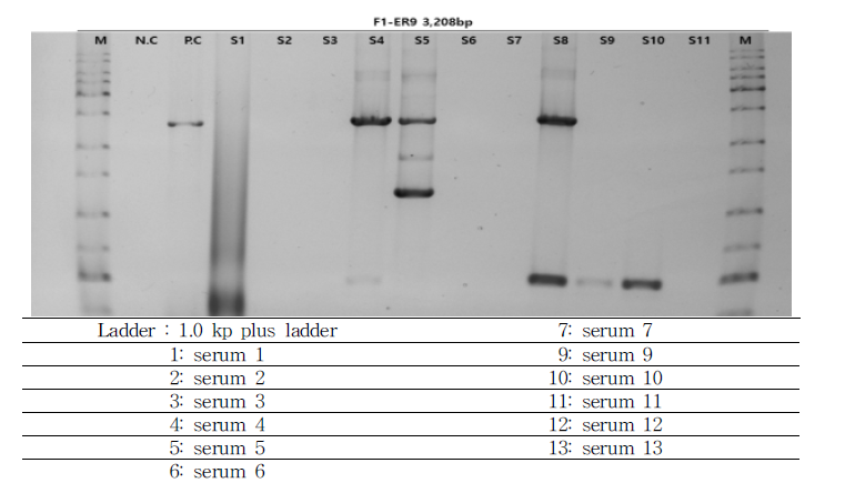 3,208 bp (5’UTR~1A/2B) long template PCR 결과