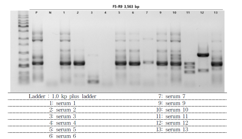 3,563 bp (VP3~3A) long template PCR 결과