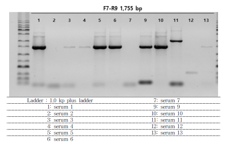 1,755 bp (2B~3A) long template PCR 결과