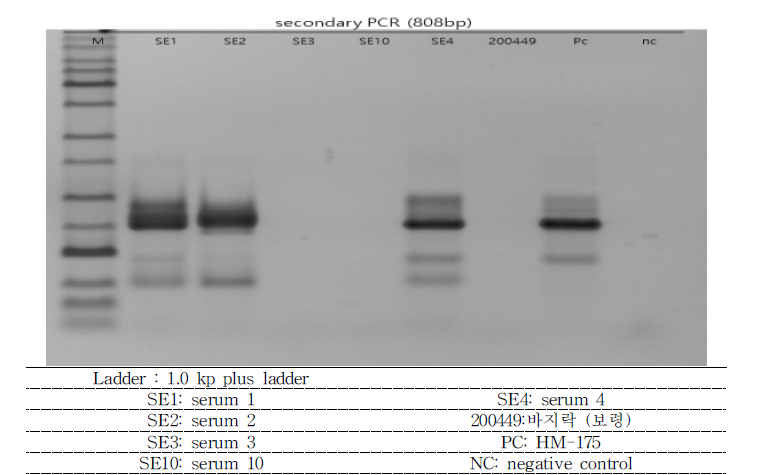 2,479 bp (2C~3D) long template PCR 결과