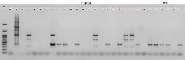 각바지락과 혈청에 대한 set A_pool 1 multiplex PCR 결과