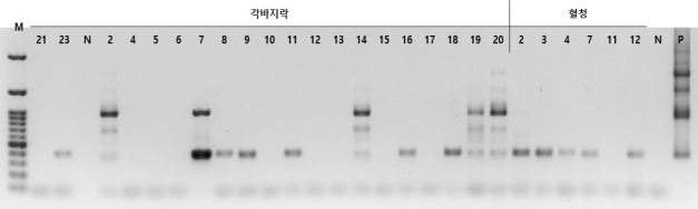 각바지락과 혈청에 대한 set A_pool 2 multiplex PCR 결과
