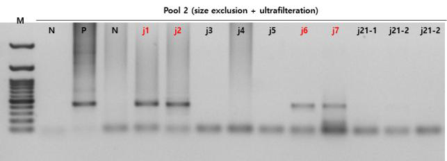 조개 젓갈에 대한 set A_pool 1 multiplex PCR 결과