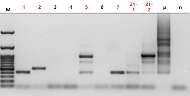 조개 젓갈에 대한 set A_pool 2 multiplex PCR 결과