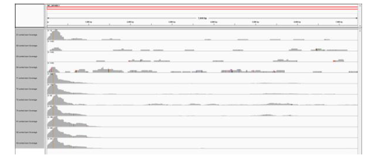 Illumina sequencing reads mapped to reference genome without trimming