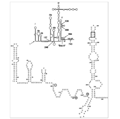 Hepatitis A virus genome - secondary structure of 5’-terminus region (Hardin et al. (1999), Nucleic Acids Research 27(2):665-73)