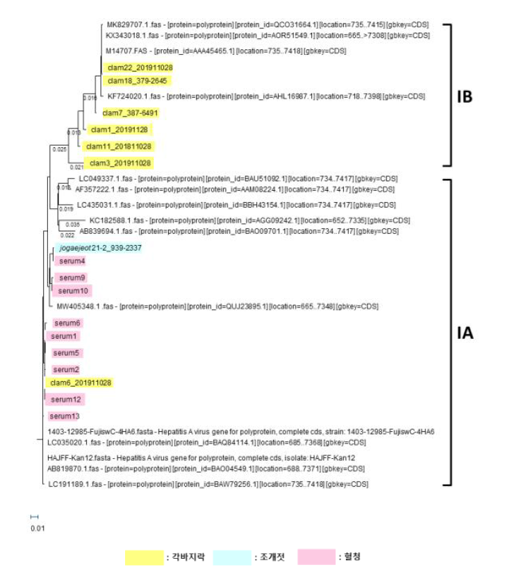 A형 간염바이러스 capsid region phylogenetic analysis 결과