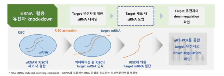 siRNA 활용 유전자 knock-down 확인 실험 흐름도