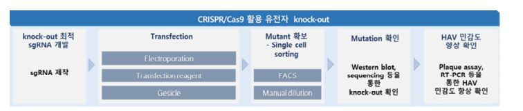 CRISPR/Cas9 활용 유전자 knock-out 확인 실험 flow