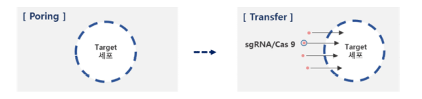 Electroporation 활용 sgRNA/Cas9 도입