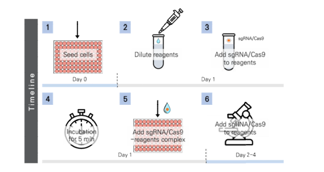 Transfection reagent 활용 sgRNA/Cas9 도입