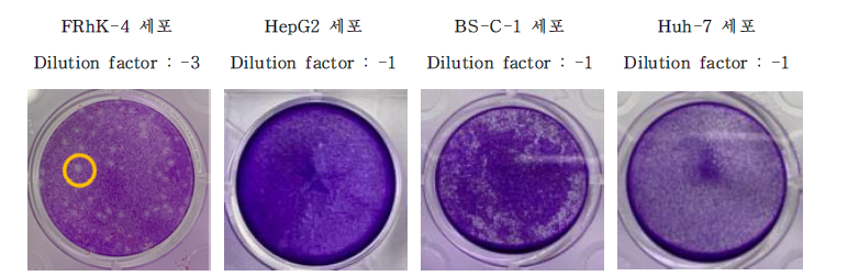 A형 간염바이러스 감수성 동물세포 개발 대상 후보 세포에서의 plaque assay