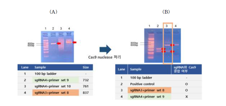 유전자 irf3에서 PCR을 통한 sgRNA와 Cas9 결합 적합성 확인