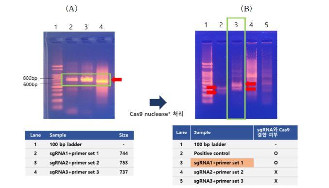 유전자 irf7에서 PCR을 통한 sgRNA와 Cas9 결합 적합성 확인