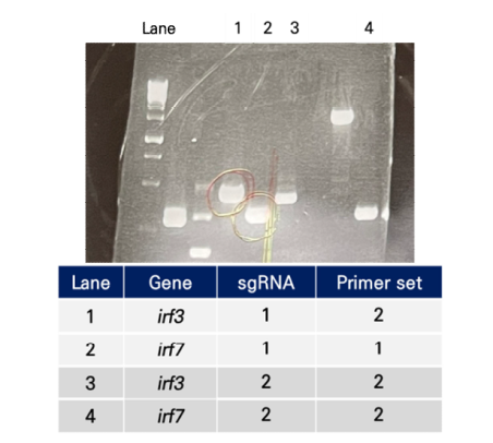 유전자 irf3 또는 irf7에서 PCR을 통한 sgRNA와 Cas9 결합 적합성 확인