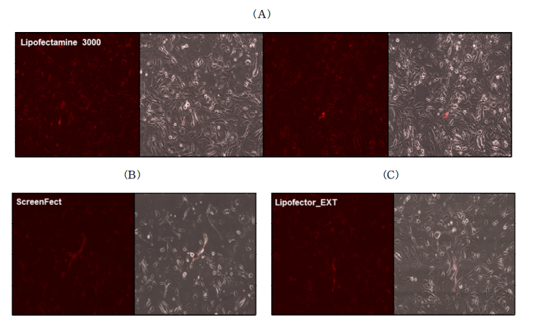 Transfection reagent 처리 후 FRhK-4 세포 생장 확인