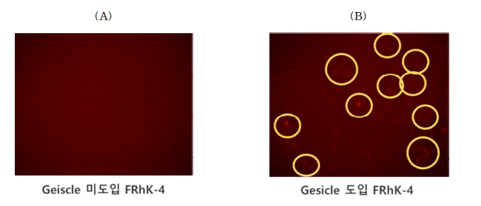 FRhK-4 세포 내 gesicle 도입