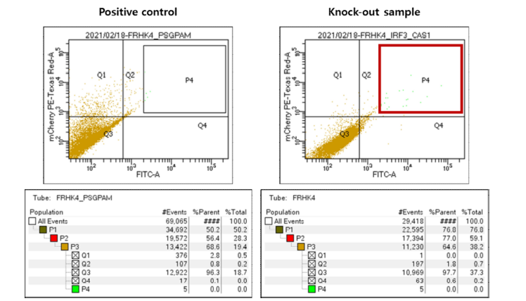 FRhK-4 세포에 gesicle transfection 후 FACS 이용 sorting 결과