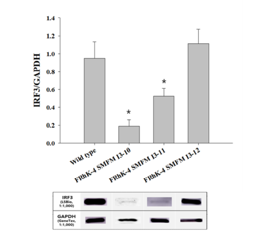 FRhK-4 irf3 mutant 세포의 IRF3 단백질 발현량 확인