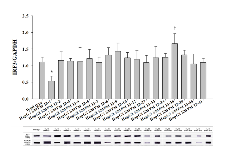 HepG2 irf3 mutant 세포의 IRF3 단백질 발현량 확인