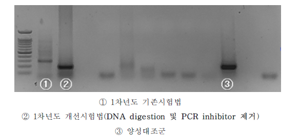 3.6X10 copies/g에서 핵산 검출을 위한 전기영동 결과